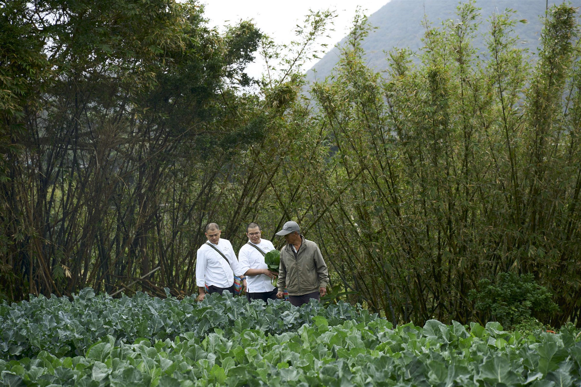 北投老爺攜手陽明春天 推出「草山饌．綠星之宴」 串聯T22計畫 用45種土地風味打造10道永續蔬食料理